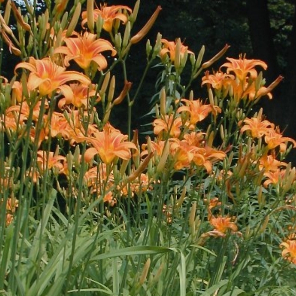 Tawney DayLily 8 plants $20